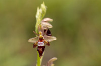 Woodcock x Fly Orchid, Dorset, May 2024.