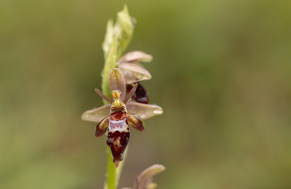 Woodcock x Fly Orchid, Dorset, May 2024.
