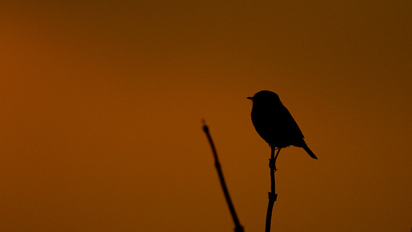 Stonechat, Aust Warth, October 2014