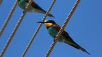 Bee Eater, Larnaca, April 2016.