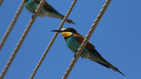 Bee Eater, Larnaca, April 2016.