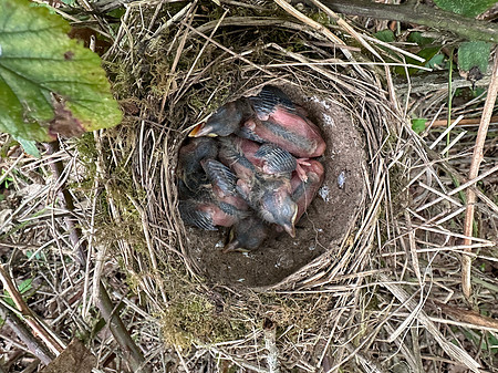 Song Thrush chicks, Rockhampton, April 2024