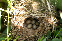 Sedge Warbler, Rockhampton, May 2025