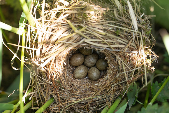 Sedge Warbler, Rockhampton, May 2025