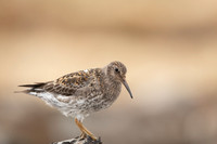 Purple Sandpiper, Raufarhofn, June 2022