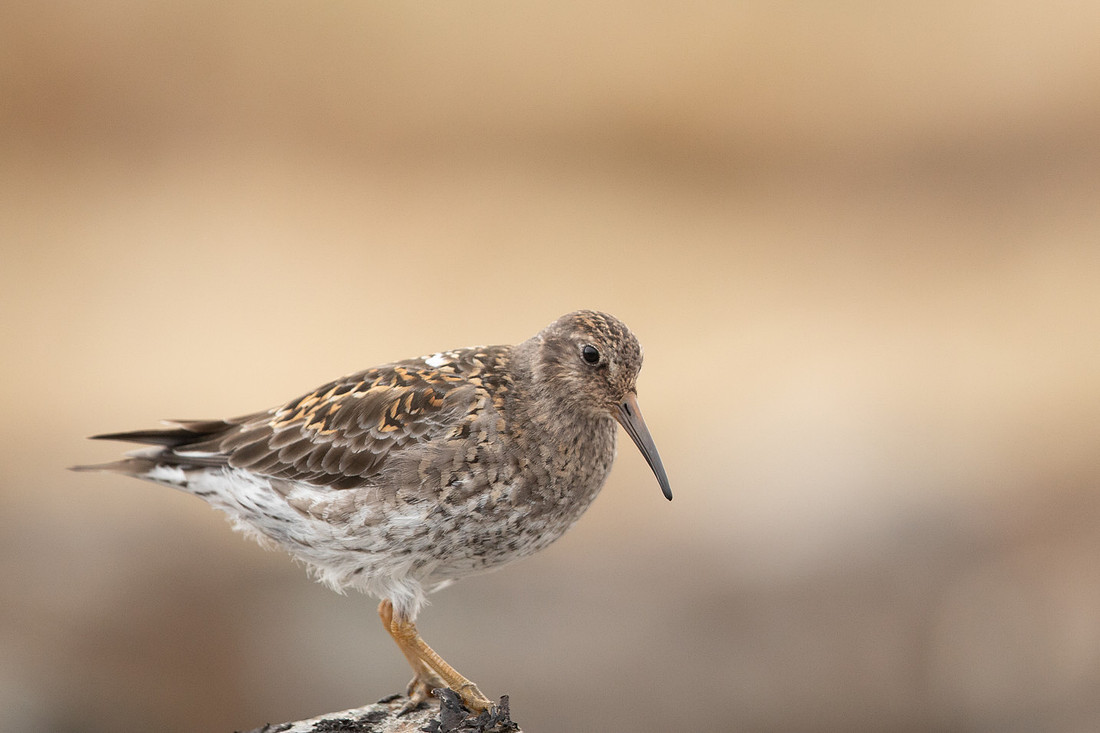 Purple Sandpiper, Raufarhofn, June 2022