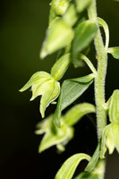 Narrow-lipped Helleborine, Cotswolds, July 2023