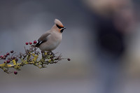 Waxwing, Rodbrough Common, January 2024