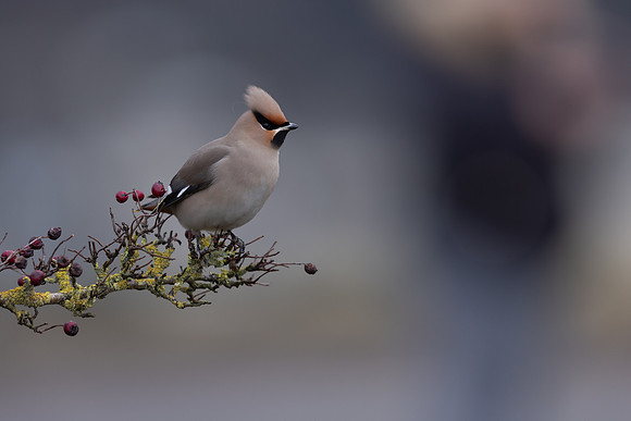 Waxwing, Rodbrough Common, January 2024