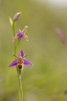 Wasp Orchid, Cleeve Common, June 2024
