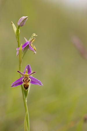 Wasp Orchid, Cleeve Common, June 2024