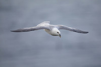 Fulmar, Raufarhofn, Iceland, June 2022