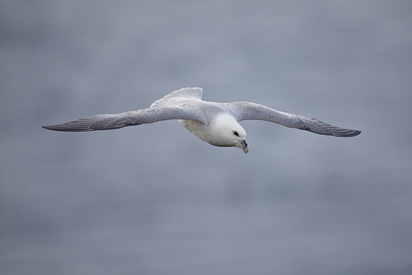 Fulmar, Raufarhofn, Iceland, June 2022