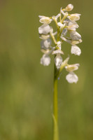 Green-winged Orchid, Melrose Farm, May 2024