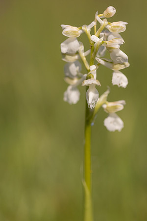 Green-winged Orchid, Melrose Farm, May 2024