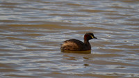 Australian Grebe