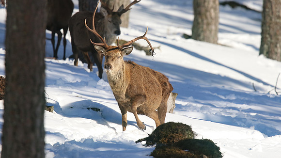 Red Deer, Cairngorms, February 2015