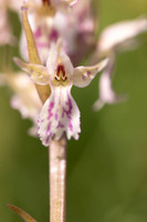 Frog x Common Spotted-orchid, Morgans Hill, June 2024