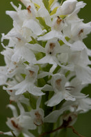Common Spotted-orchid Orchid, Rudge Hill, June 2024