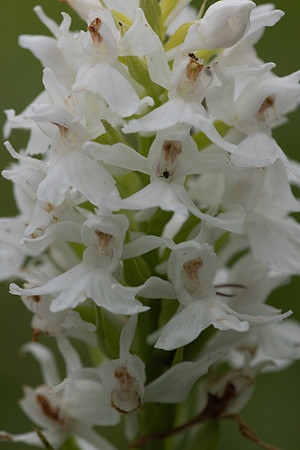 Common Spotted-orchid Orchid, Rudge Hill, June 2024