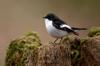 Pied Flycatcher, Forest of Dean, April 2021