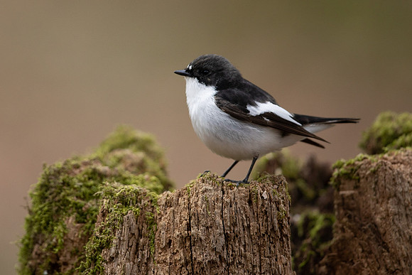 Pied Flycatcher, Forest of Dean, April 2021