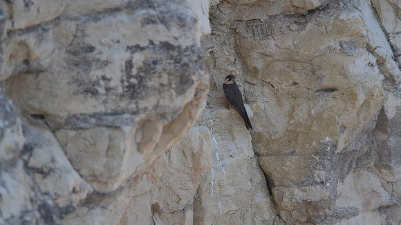 Eleanora's Falcon, Kensington Cliffs 2014
