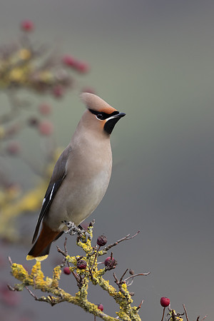 Waxwing, Rodbrough Common, January 2024