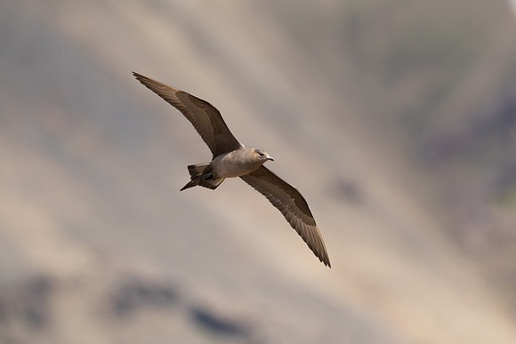 Arctic Skua,Snæfellsnes peninsula, Iceland, June 2022