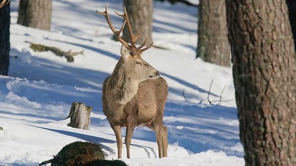Red Deer, Cairngorms, February 2015.