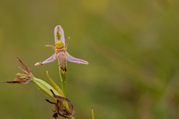 Wasp Orchid, Rodbrough Common, June 2022