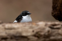 Pied Flycatcher, Forest of Dean, April 2021