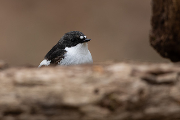 Pied Flycatcher, Forest of Dean, April 2021