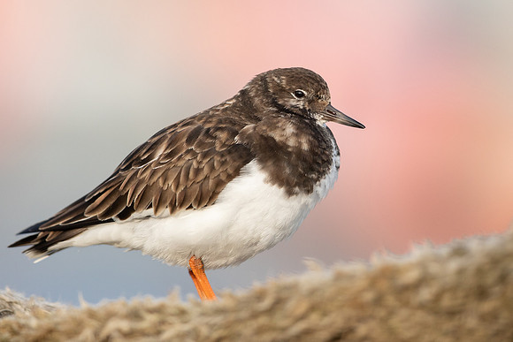 Turnstone, Lyme Regis, March 2022