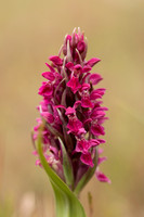 Early Marsh-orchid, Kenfig, June 2024