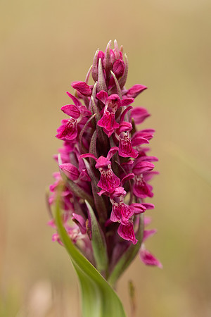 Early Marsh-orchid, Kenfig, June 2024