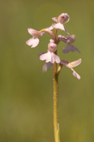 Green-winged Orchid, Melrose Farm, May 2024