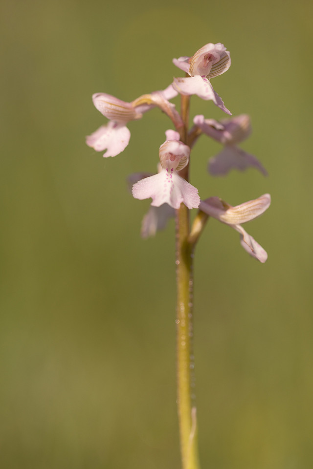 Green-winged Orchid, Melrose Farm, May 2024