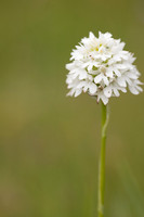 Pyramidal Orchid, Rudge Hill, July 2024