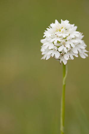 Pyramidal Orchid, Rudge Hill, July 2024