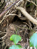 Robin, Thornbury, April 2021