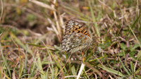 Dark Green Fritillary