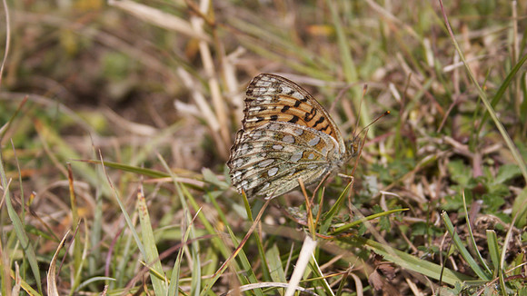 Dark Green Fritillary