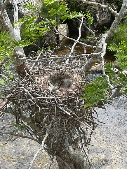 Carrion Crow, Elan Valley, June 2024
