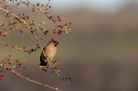 Waxwing, Rodbrough Common, January 2024