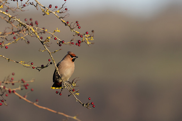 Waxwing, Rodbrough Common, January 2024