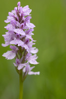 Heath Spotted-orchid, Vicarge Farm, June 2024