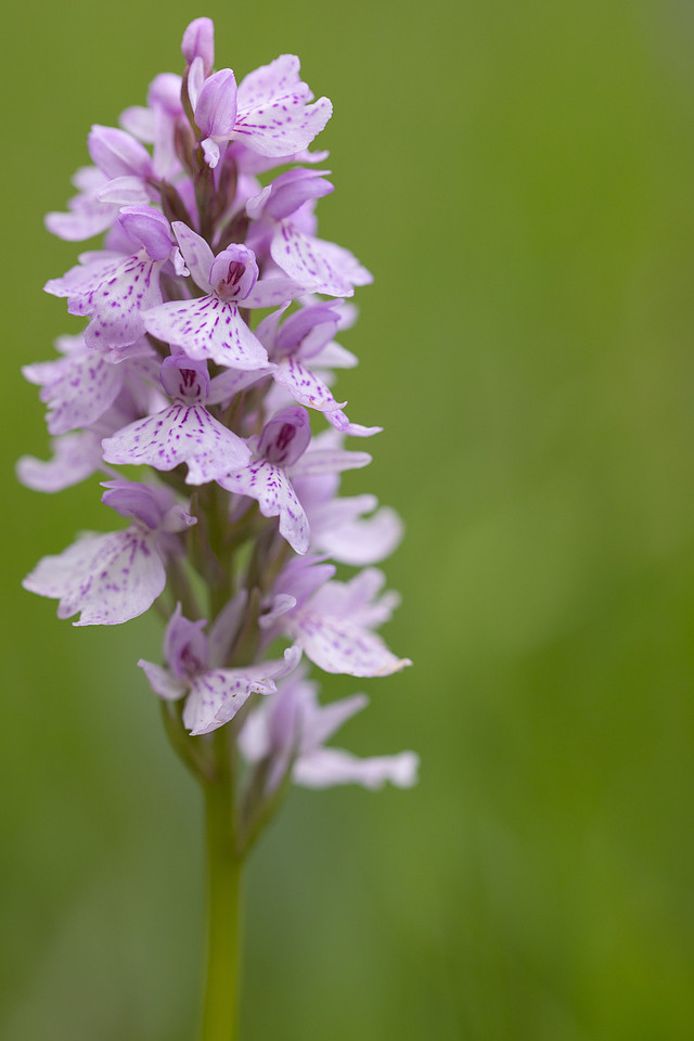 Heath Spotted-orchid, Vicarge Farm, June 2024