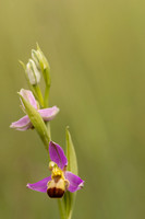 Bicolured Bee Orchid, Minchinhampton Common, June 2024