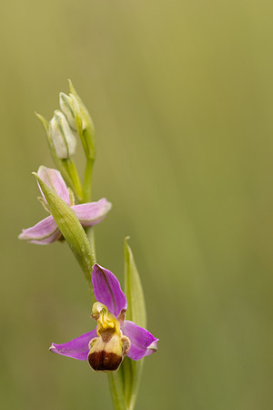 Bicolured Bee Orchid, Minchinhampton Common, June 2024